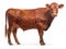 Limousin Cow Isolated Wihe Background