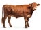 Limousin Cow Isolated Wihe Background