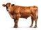 Limousin Cow Isolated Wihe Background