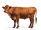 Limousin Cow Isolated Wihe Background