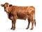 Limousin Cow Isolated Wihe Background