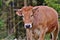 Limousin cow standing in a meadow with trees in background