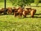 Limousin cows