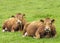 Limousin Cows