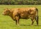 Limousin Cows