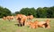 Limousin cows