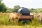 Limousin cows in Bretagne, France. A group of brown cows Aubrac graze in a meadow in the northern france region of