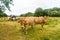 Limousin cows in Bretagne, France. A group of brown cows Aubrac graze in a meadow in the northern france region of