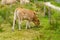 Limousin cows in Bretagne, France. A group of brown cows Aubrac graze in a meadow in the northern france region of