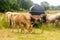 Limousin cows in Bretagne, France. A group of brown cows Aubrac graze in a meadow in the northern france region of