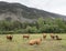 Limousin cows and bull in countryside meadow of haute provence in france