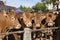 Limousin cows at the French market