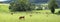 limousin cows graze in green grass of summer meadow in countryside near limoges in france