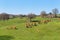 Limousin cows in landscape