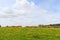 Limousin cows in landscape