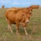 Limousin cows standing in a row on a green field in France