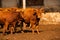 Limousine bulls on a farm. Limousine bulls spend time on the farm. Bulls