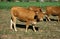 Limousine Cattle, a French Breed, Herd of Cows