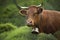 Limousine cow in the grass, Vosges, Bussang