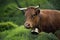 Limousine cow in the grass, Vosges, Bussang