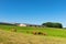 Limousine cows in landscape