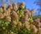 Limp blossoms of a panicled hydrangea