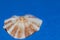 Limpet on blue background