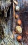 Limpet shells on groins at Porlock harbour Somerset UK