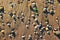 Limpet shells on a sandy beach. Background