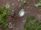 Limpet Snails on a Cliff Face, North Manzanilla, Trinidad and Tobago