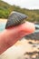 Limpet on a Thumb