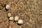 Limpets. An aquatic sea snail clinging on a rock at the St Brelade seashore