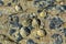 Limpets (Patellidae) growing on rocks in the surf zone