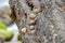 limpets on a rock on the atlantic coast