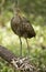 Limpkin