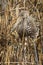 Limpkin with apple snail