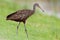 Limpkin (Aramus guarauna)