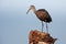 Limpkin (Aramus guarauna)