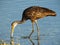 Limpkin (Aramus guarauna)