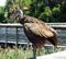 Limpkin (Aramus guarauna)