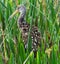 Limpkin (Aramus guarauna)