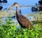 Limpkin (Aramus guarauna)