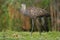 Limpkin (Aramus guarauna)