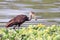 Limpkin Aramus guarauna eating snail within the vegetation of a lake. PituaÃ§u Park; Salvador, Bahia