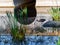 Limpkin in Artistic Reflecting Background