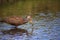 Limpkin bird Aramus guarauna forages for mollusks in the lake