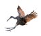 Limpkin Bird in Flight