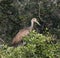 Limpkin Bird Perched in Tree