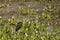 Limpkin Camouflaged amongst Water Hyacinths and Muddy Marsh