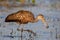 Limpkin catching a mollusc (Aramus guarauna), Florida, United states